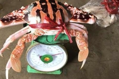 Ghẹ đỏ là gì? Vì sao có giá đến 1,7 triệu đồng/kg?