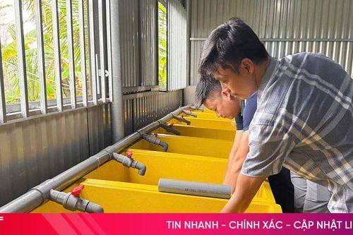 Sinh kế bền vững từ sản xuất lươn giống