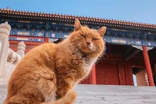 Bí ẩn chưa lời giải: 'Bóng đen' 200 con mèo trong Tử Cấm Thành