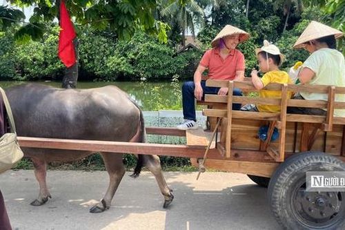 Du khách thích thú với dịch vụ xe trâu tại làng cổ Đường Lâm