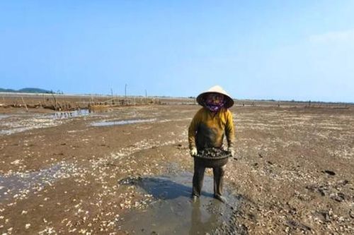 Vụ ngao chết hàng loạt: Nhiều năm tái diễn, gây thiệt hại cho người nuôi