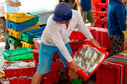 Vĩnh Long: Cảng cá Đại An rộn ràng vào mùa khai thác
