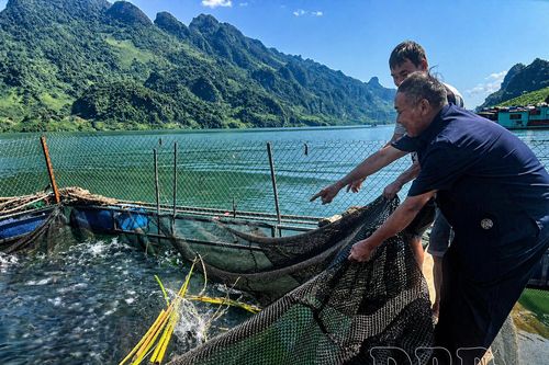 Gỡ 'nút thắt' nuôi thủy sản hàng hóa