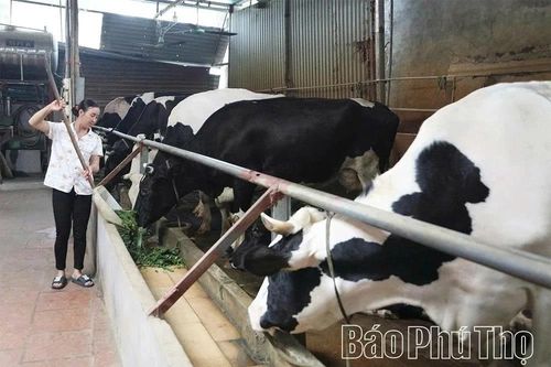 Chủ động ngăn chặn, ứng phó nguy cơ dịch bệnh Lở mồm long móng do vi rút thuộc serotype SAT1 xâm nhập