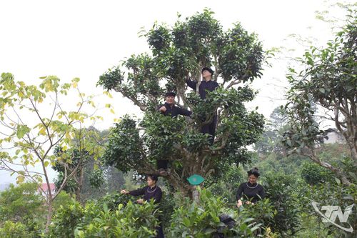 Giữ nghề cũ, mở lối đi mới