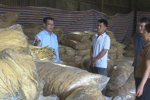 Chi nhánh Viện Thuốc lá tại Cao Bằng thu mua gần 200 tấn nguyên liệu