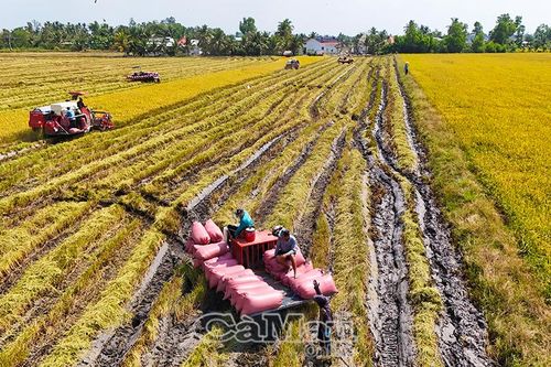 Gieo mồ hôi, gặt thành quả