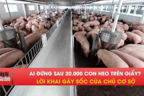 Bắt giữ chủ lò mổ xuất khống hơn 20.000 con heo cho Công ty C.P