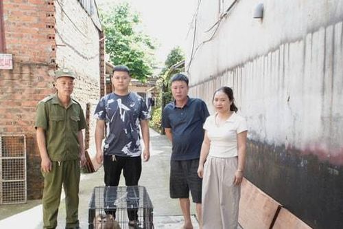 Người dân bàn giao cá thể khỉ đi lạc vào vườn nhà