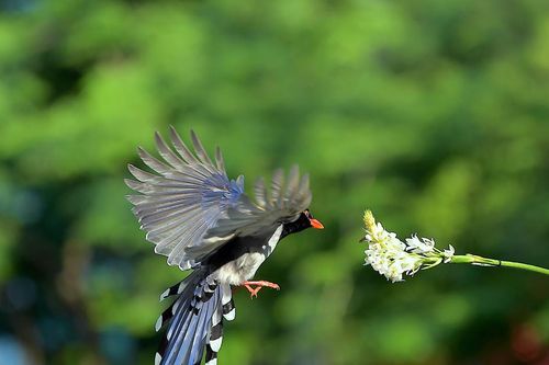 Ngắm chim giẻ cùi giữa lòng Hà Nội