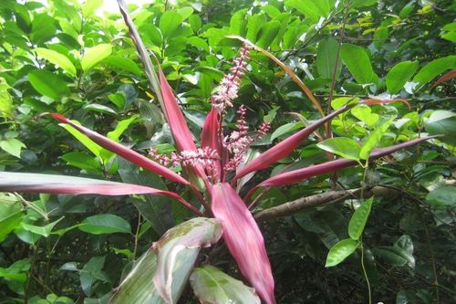 Huyết dụ: Cây cảnh phong thủy kiêm vị thuốc cầm máu dân gian