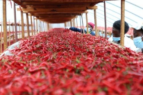 Trung Quốc áp thuế 0% đối với châu Phi: Bước 'đi ngược dòng' cho các nền kinh tế đang phát triển