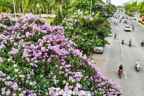 Hoa bằng lăng nhuộm tím Hà Nội