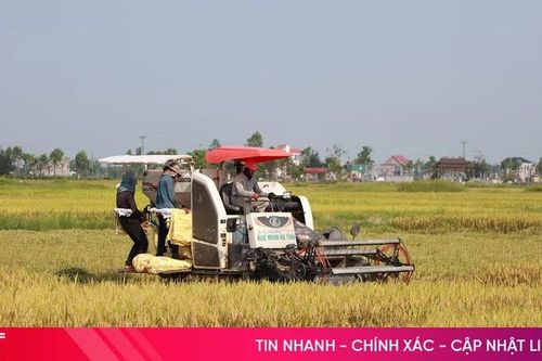 Gác lễ thu hoạch lúa xuân