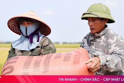 Giá lúa tươi 'chạm đáy', nông dân đối mặt với nguy cơ thua lỗ