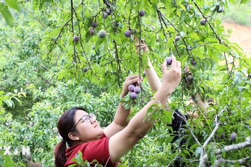 Du khách thích thú trải nghiệm hái mận tại vườn ở Điện Biên