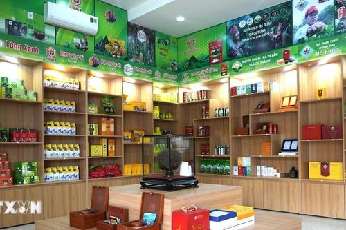 Tuyên Quang: Đánh thức hương trà Shan tuyết, vươn tầm sản phẩm OCOP 5 sao