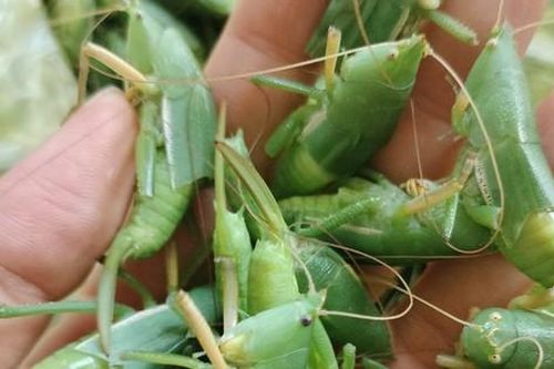 'Côn trùng bay' giá cả triệu đồng/kg: Ngon, bổ nhưng khi ăn cần lưu ý