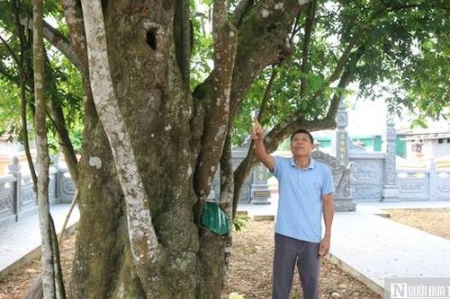 Chiêm ngưỡng 'cụ' khế hơn 400 năm tuổi, hình dáng kì lạ ở Nghệ An