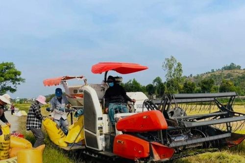 Năng suất lúa vụ đông xuân của xã Duy Xuyên đạt 65 tạ/ha