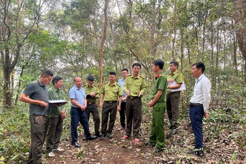 Quyết tâm hoàn thành chỉ tiêu lâm nghiệp