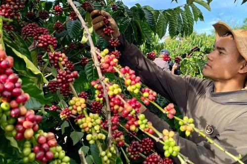 Từ vùng nguyên liệu đến trung tâm điều phối cà phê