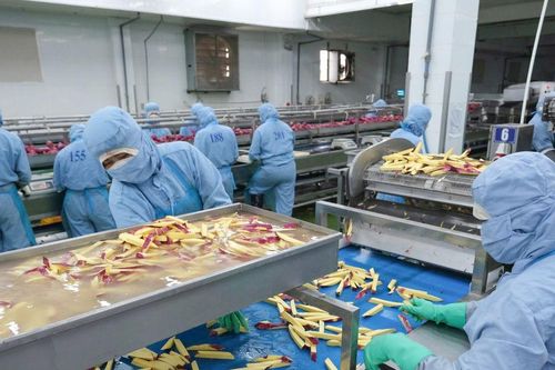 Thị trường lao động Lâm Đồng: Cơ hội rộng, áp lực chất lượng tăng