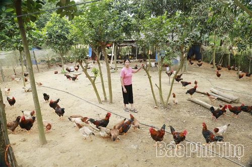 'Vị ngọt' gà Mía