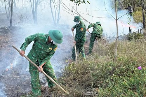 Kịp thời khống chế vụ cháy rừng phòng hộ tại xã Nam Cửa Việt