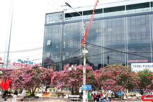 Hoa tường vi nở rộ giữa lòng phố thị Sơn La