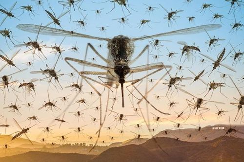 Vì sao nước Mỹ cố tình thả hàng tỷ con muỗi vào môi trường tự nhiên?