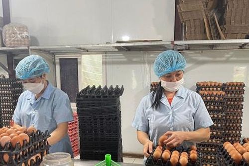 Giá trứng lao dốc, ngành gia cầm đối mặt 'khủng hoảng kép'