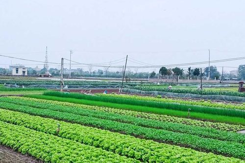 Những trường hợp này sẽ không được cấp sổ đỏ trong năm 2026