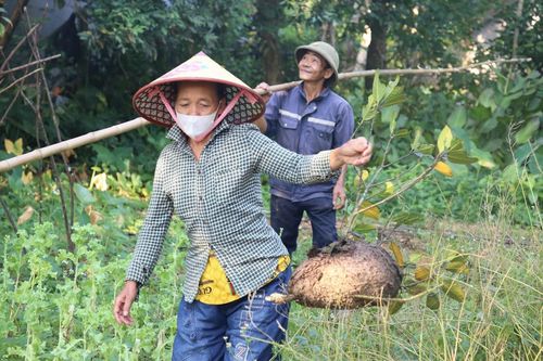 Săn trứng kiến trong rừng, kiếm tiền triệu mỗi ngày