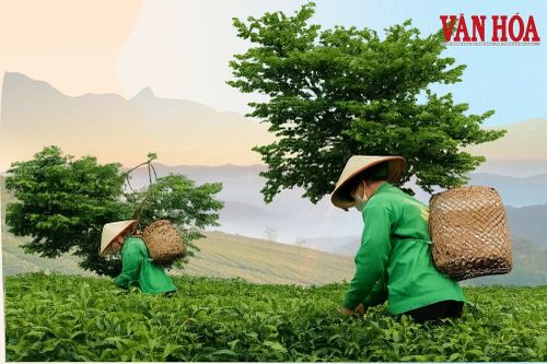 Chè shan tuyết mở lối sinh kế cho người dân rẻo cao vùng biên viễn