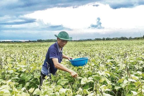 Hiệu quả từ chương trình, dự án khuyến nông