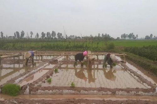 Sản xuất nông, lâm nghiệp và thủy sản tiếp tục ổn định trong 4 tháng đầu năm