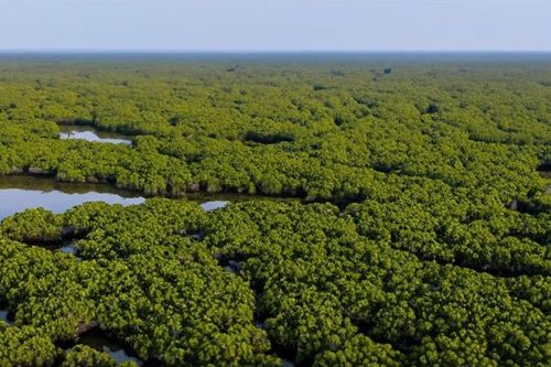 Nuôi ong ở rừng ngập mặn Xuân Thủy: Sinh kế xanh từ tán sú vẹt