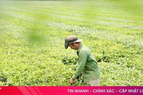 Sắc xanh trên những đồi chè ở Hà Tĩnh