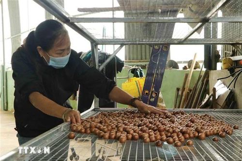 Macca sẽ thành cây trồng chủ lực ở Lạng Sơn