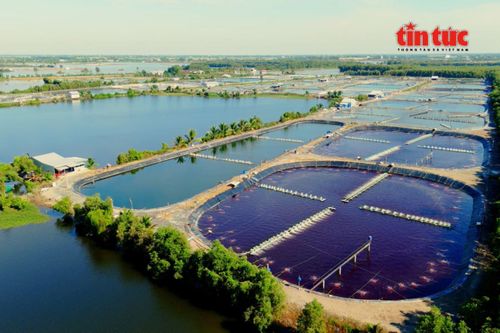Công nghệ nâng tầm thủy sản - Bài 1: Khẳng định vị thế của ngành kinh tế mũi nhọn