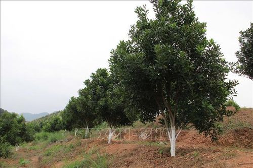 Mắc ca sẽ thành cây trồng chủ lực ở Lạng Sơn