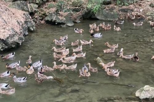 Khởi nghiệp từ đàn vịt cổ bơi suối, 8X vùng cao tạo thu nhập hàng trăm triệu đồng