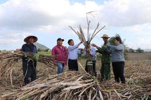 Khi doanh nghiệp 'bắt tay' nông dân