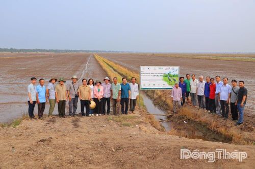 Xã Tràm Chim lan tỏa mô hình Sản xuất lúa 'thuận thiên' gắn với bảo tồn hệ sinh thái