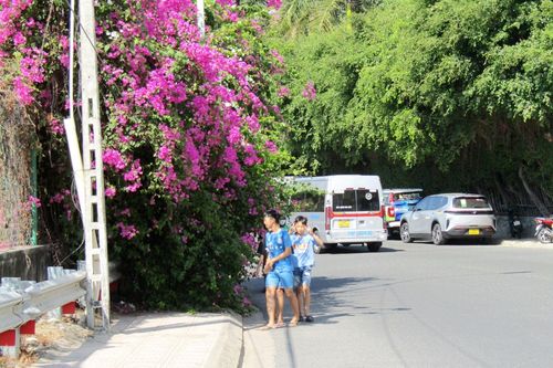Hoa giấy bao phủ vỉa hè