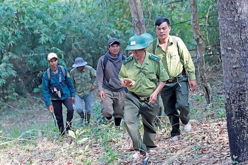 Giữ màu xanh trên đỉnh Chư Yang Sin