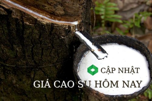 Ngày 3/5: Giá cao su thế giới tăng - giảm đan xen tại các kỳ hạn giao hàng