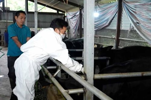 Hà Nội tập trung phòng dịch trên đàn gia súc, gia cầm
