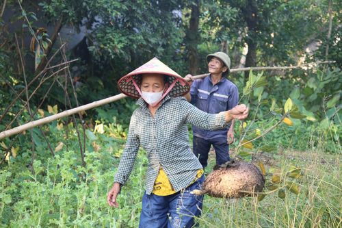 Săn trứng kiến trong rừng, kiếm tiền triệu mỗi ngày